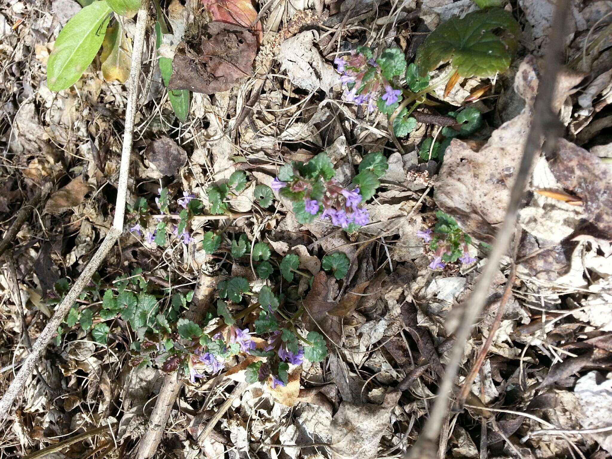 Image of Glechoma hederacea L.