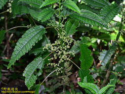 Image of Pilea angulata (Bl.) Bl.