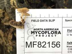 Image of Simocybe serrulata (Murrill) Singer 1962