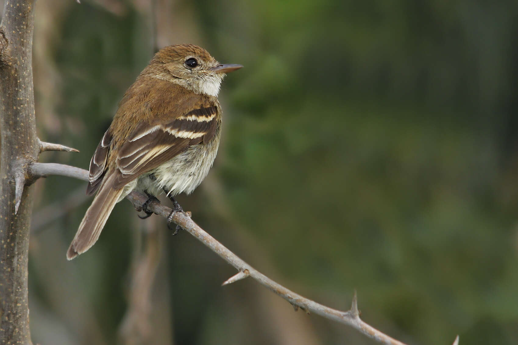 Myiophobus fasciatus (Müller & Pls 1776)的圖片