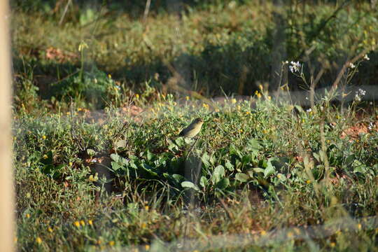 Sivun Phylloscopus collybita collybita (Vieillot 1817) kuva