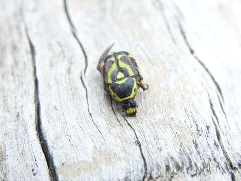 Image of Chlorobapta frontalis (Donovan 1805)