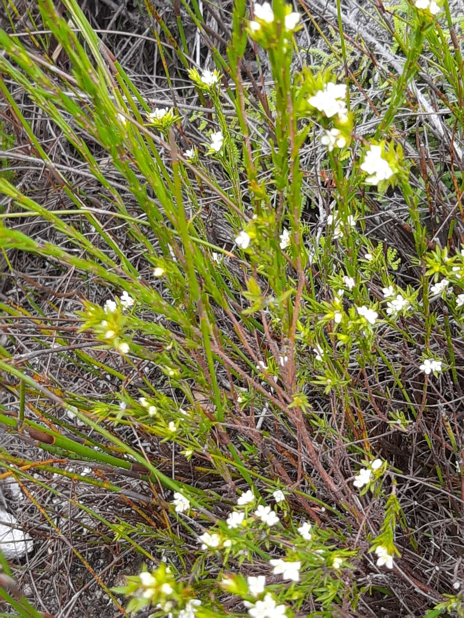 Image of Lachnaea diosmoides Meissn.