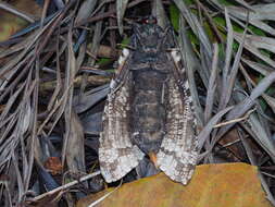 Imagem de Xyleutes strix Linnaeus 1758