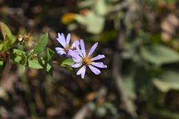 Image of late purple aster