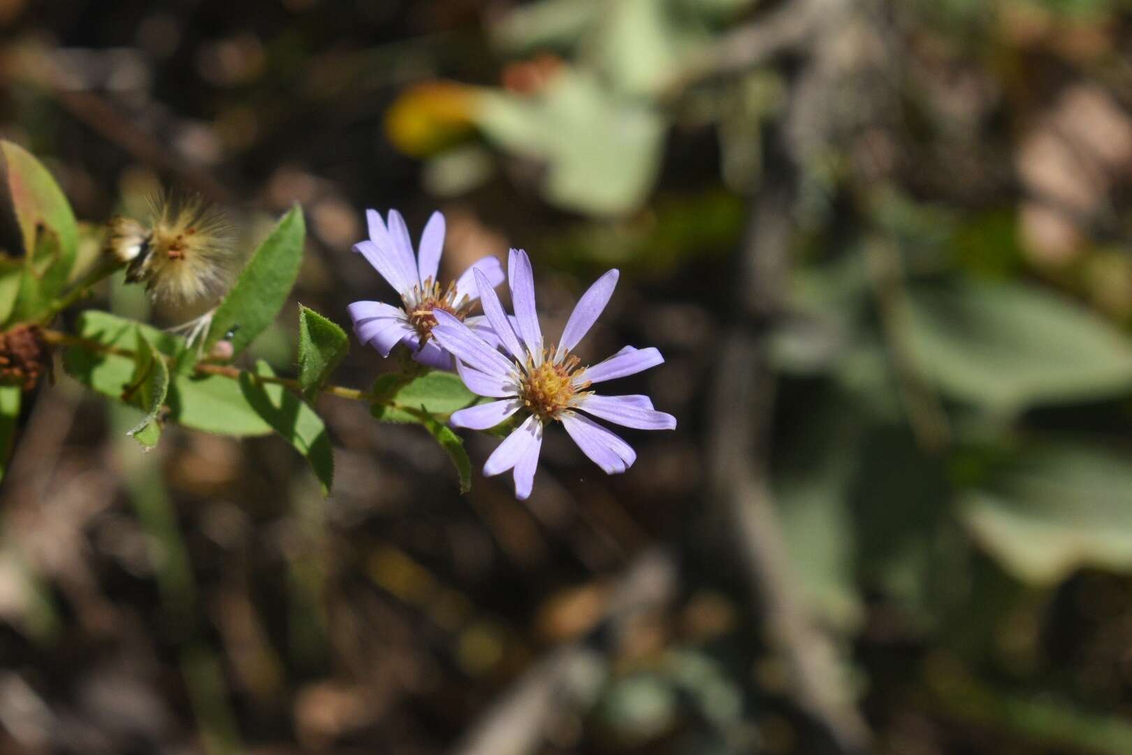 Image of late purple aster