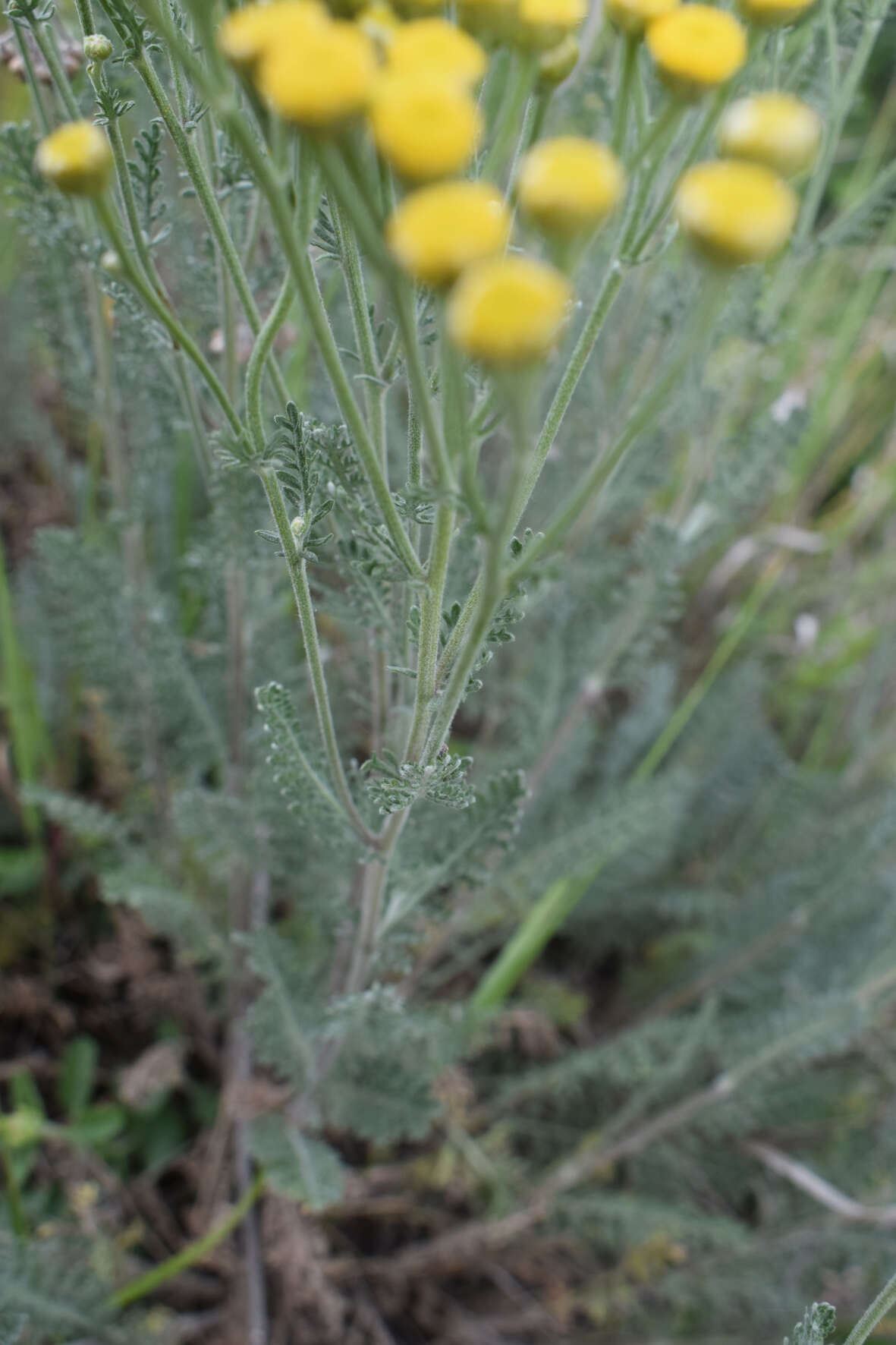 Image of Tanacetum millefolium (L.) Tzvel.