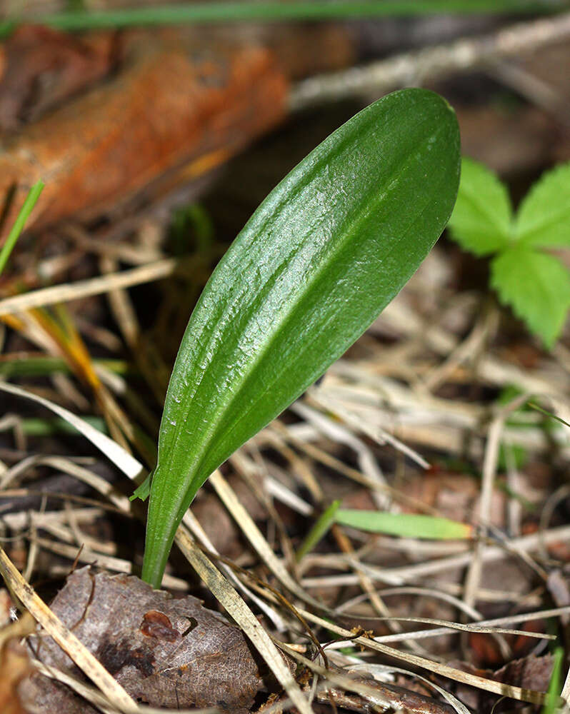 Imagem de Platanthera maximowicziana Schltr.