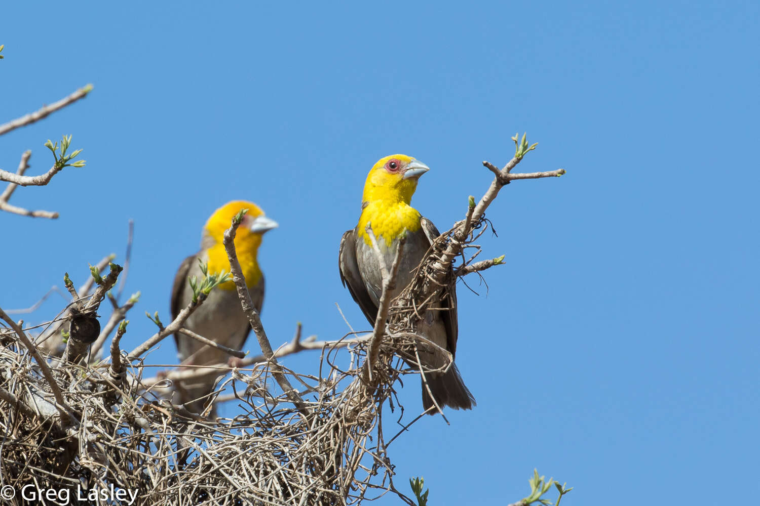 Image of Sakalava Weaver