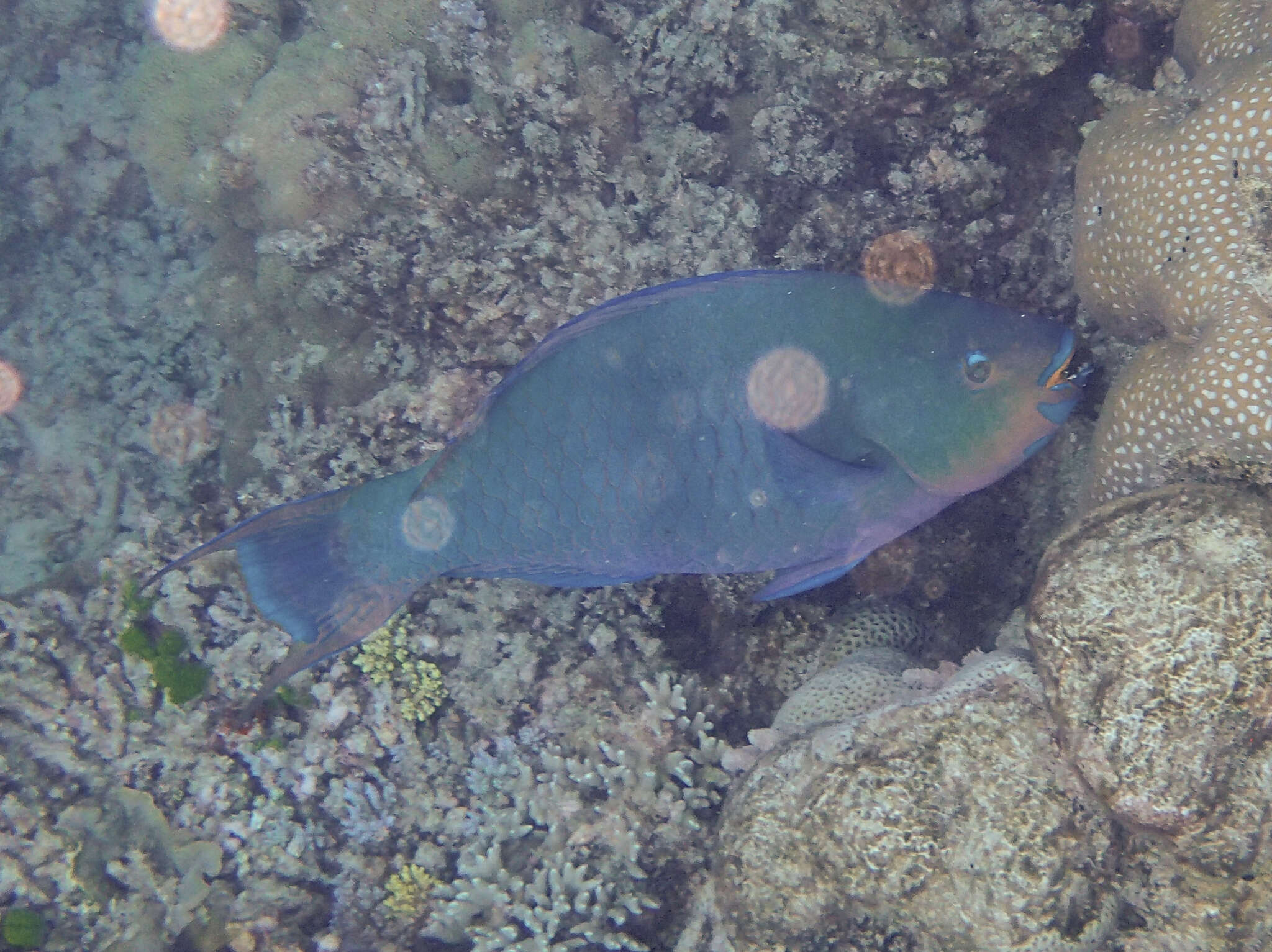 Image of Filament-finned Parrotfish