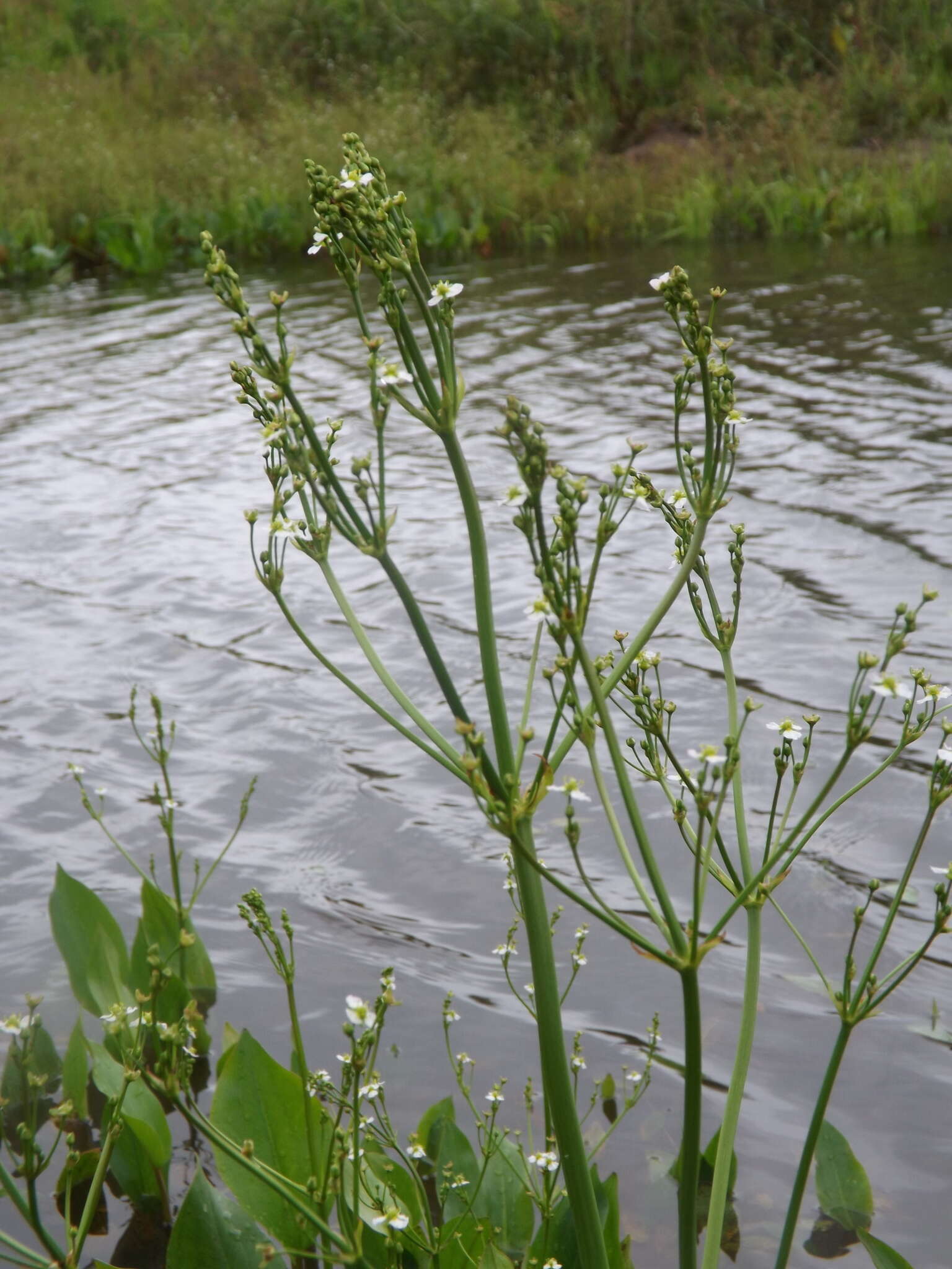 Image of Asian Water-Plantain
