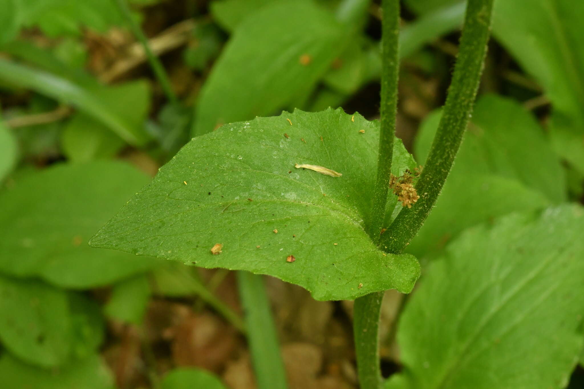 Image of plantain false leopardbane