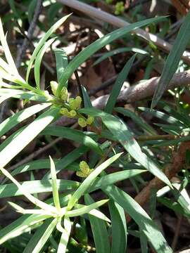 Image of Podocarpus spinulosus (Sm.) R. Br. ex Mirb.