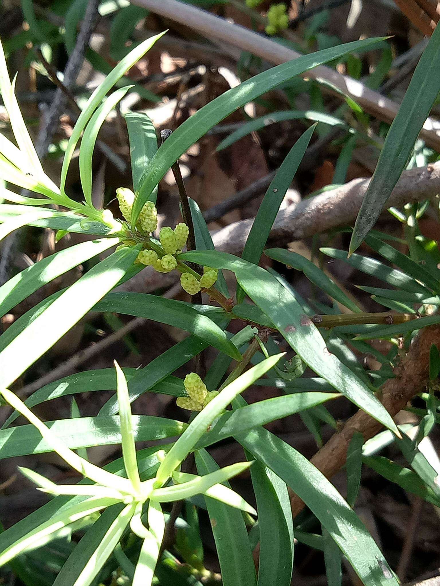 Image of Podocarpus spinulosus (Sm.) R. Br. ex Mirb.