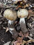 Image of Agaricus nanaugustus Kerrigan 2016