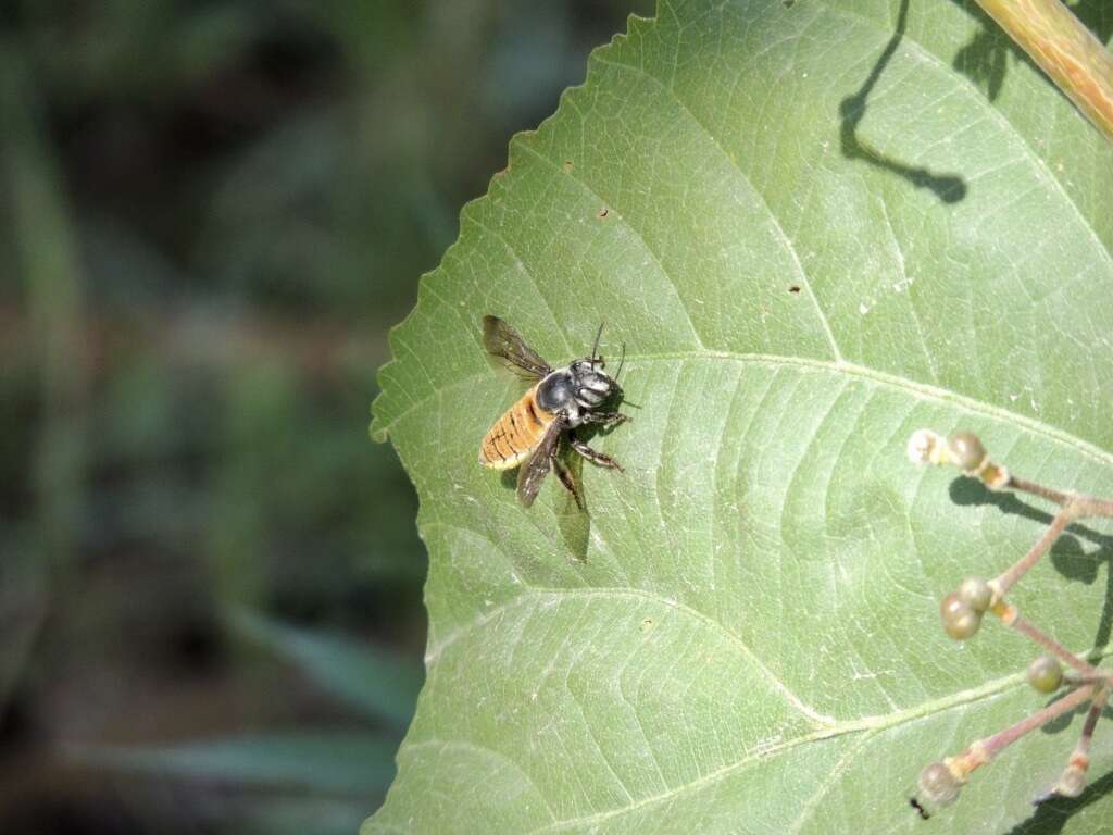 Imagem de Megachile bicolor (Fabricius 1781)