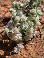 Image of Maireana sclerolaenoides (F. Müll.) P. G. Wilson