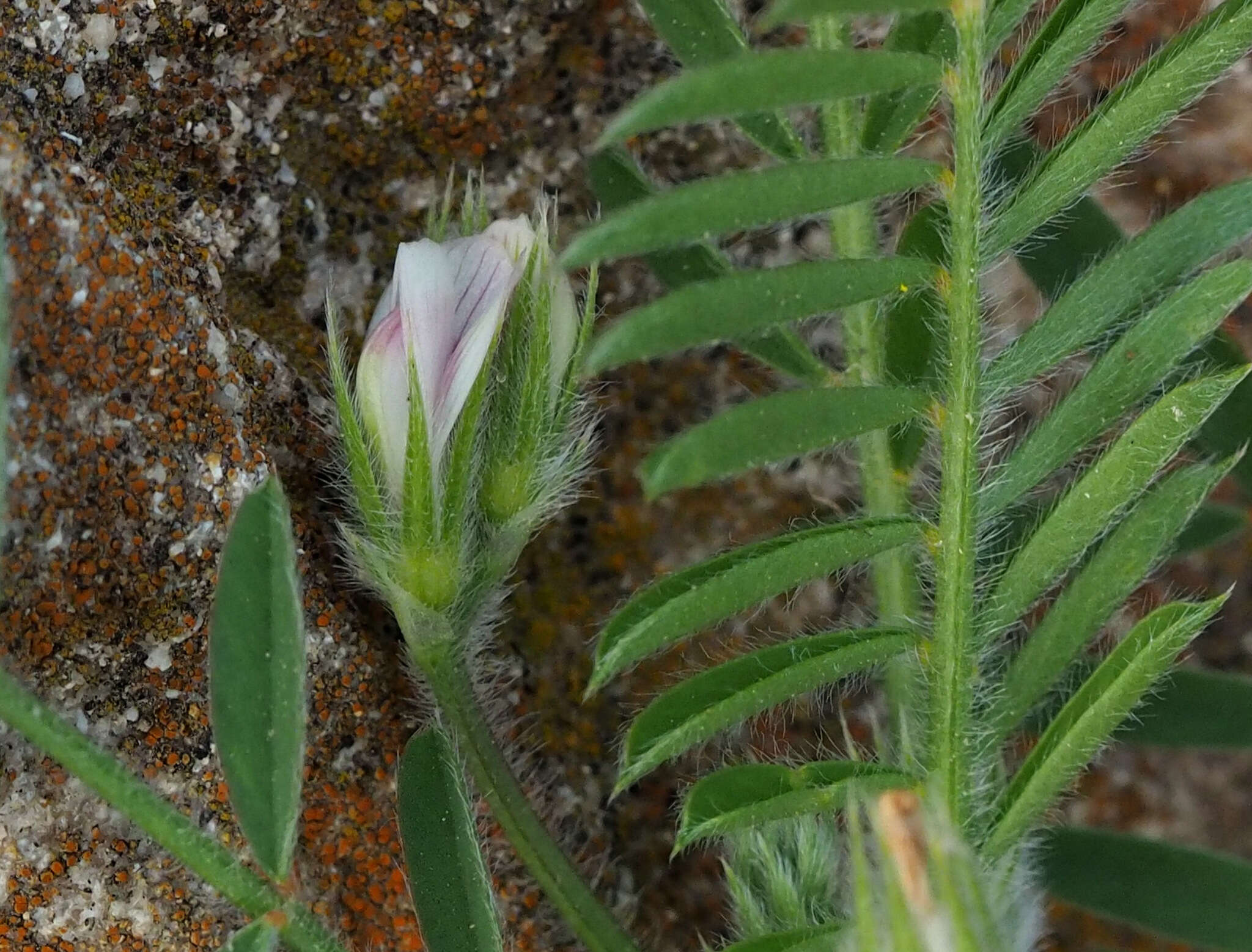 Plancia ëd Onobrychis crista-galli (L.) Lam.