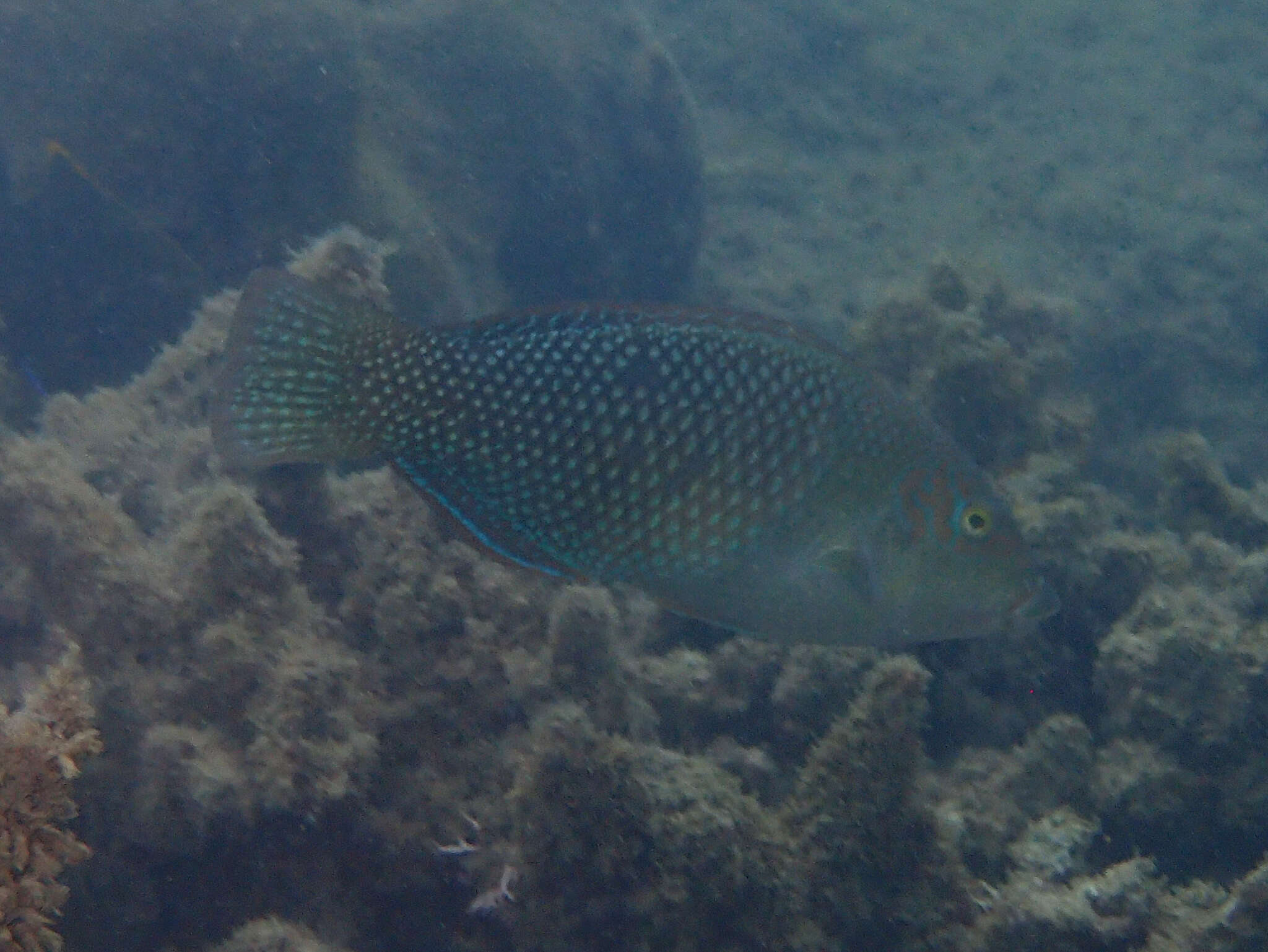 Hemigymnus resmi