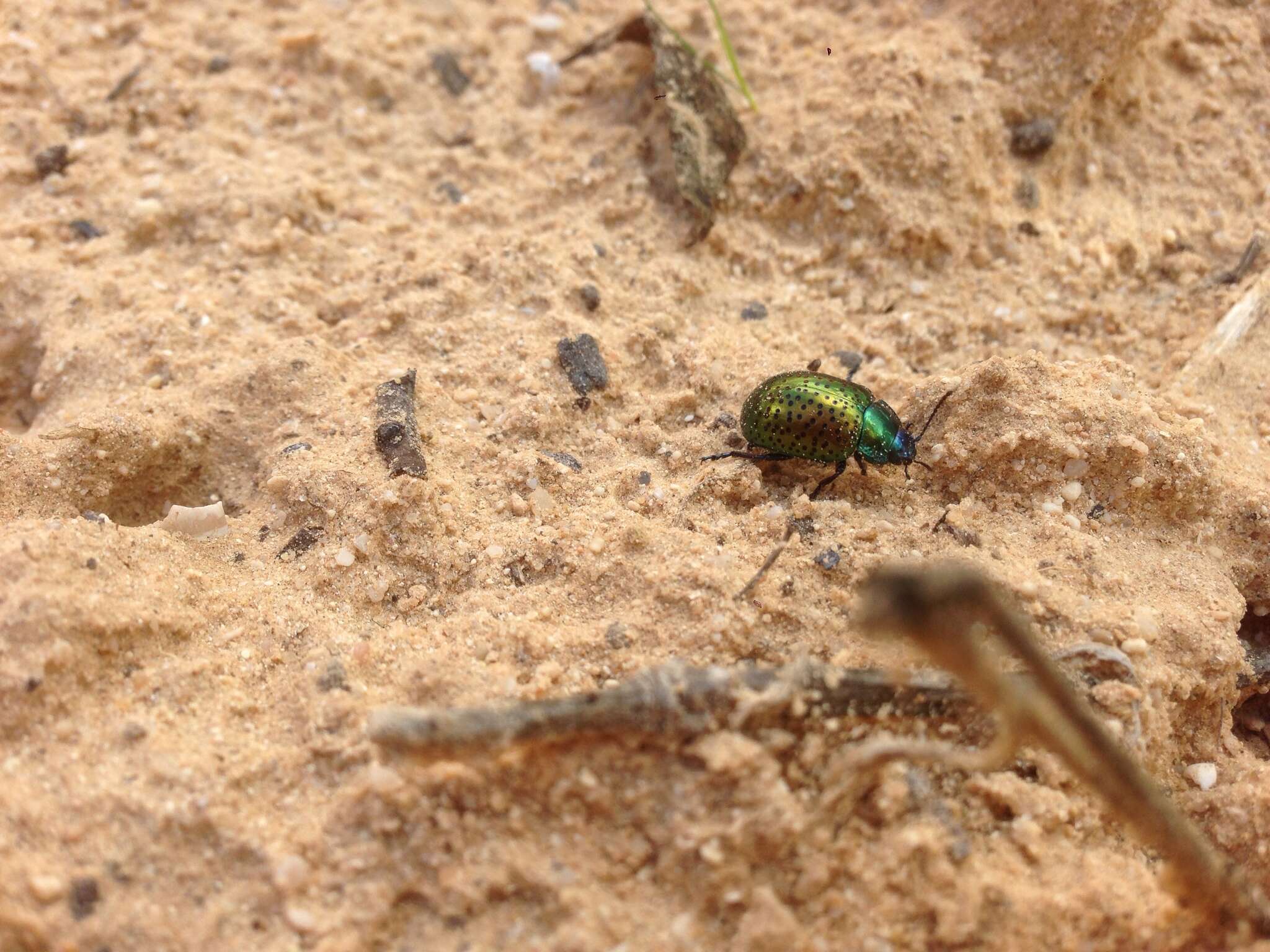 Image of <i>Chrysolina bicolor</i>