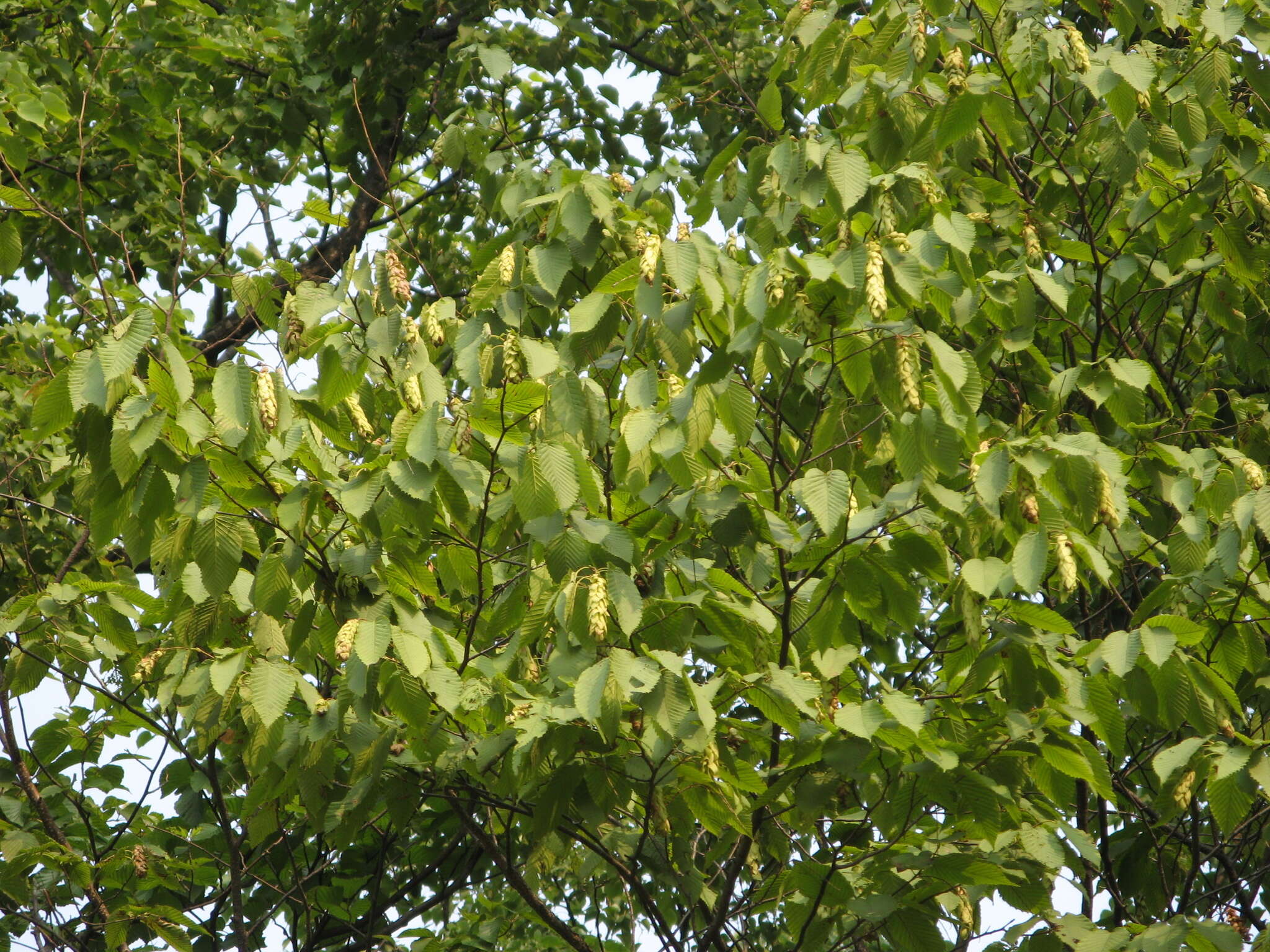 Image of Sawa Hornbeam