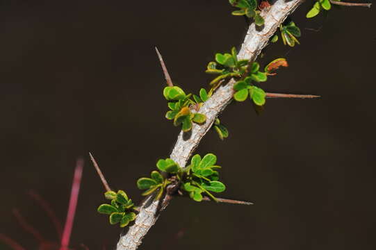 Image of red powderpuff