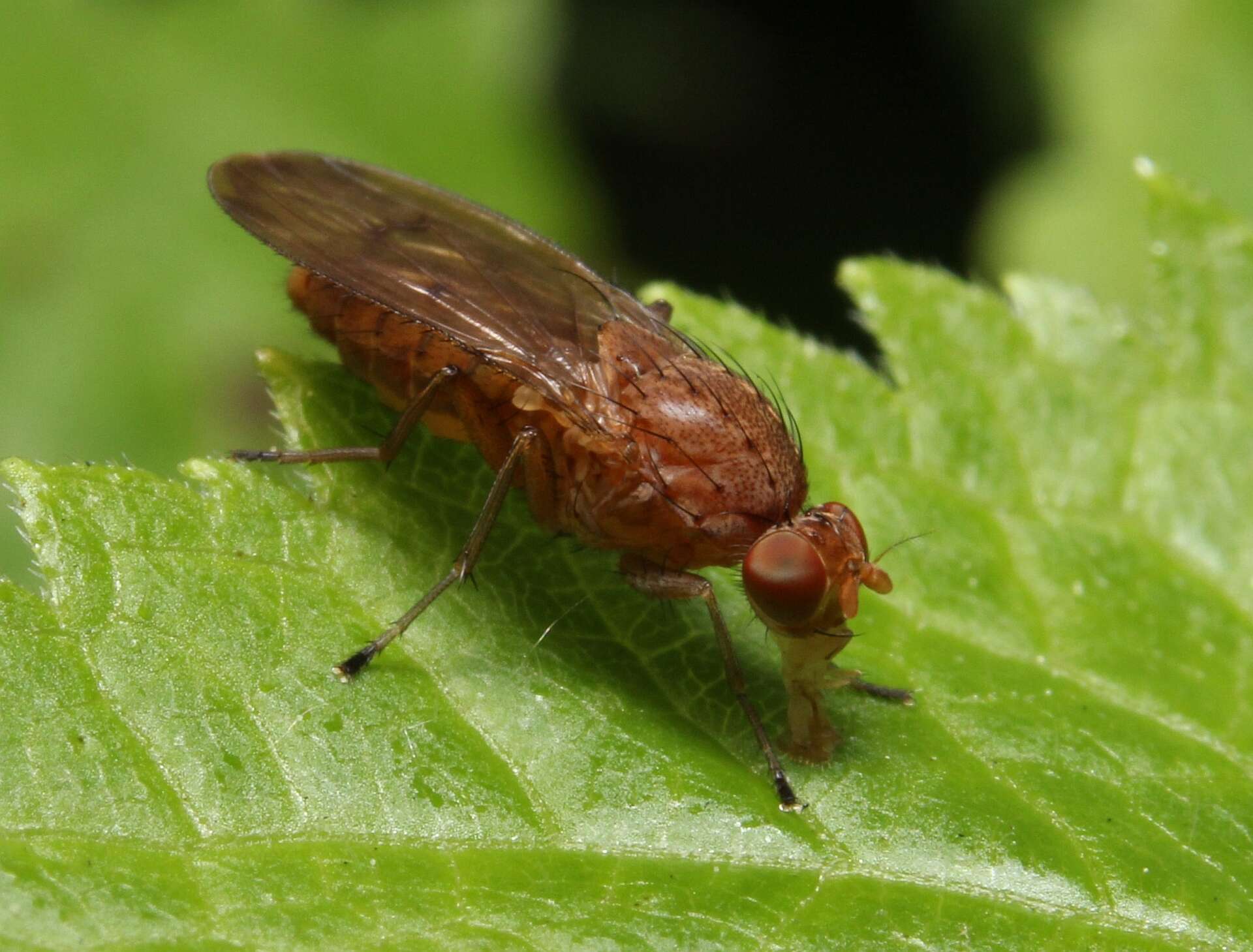 صورة Suillia quinquepunctata (Say 1823)