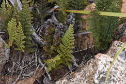 Image of Cleveland's lipfern