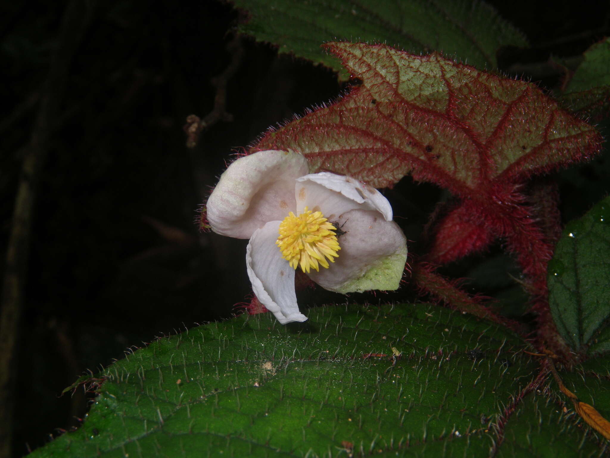 Слика од Begonia baviensis Gagnep.