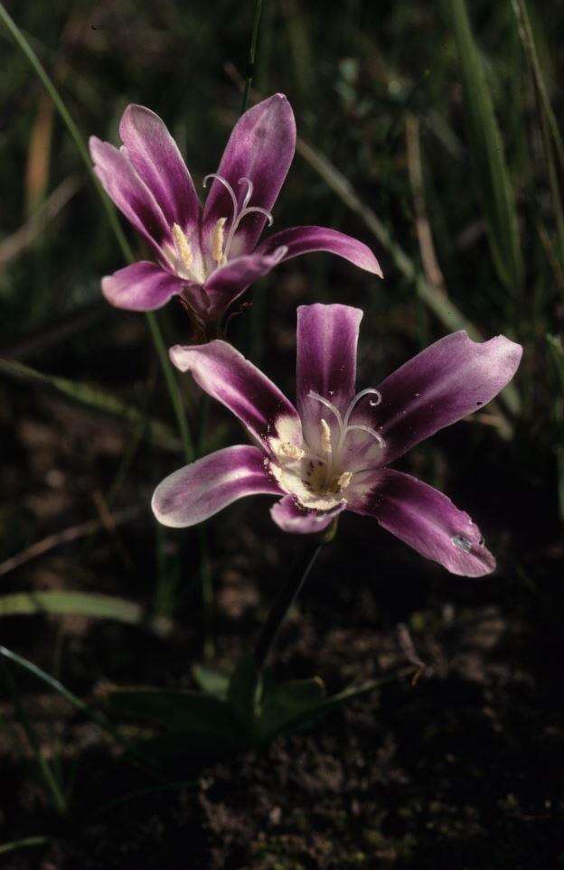Image of Sparaxis grandiflora subsp. violacea (Eckl.) Goldblatt