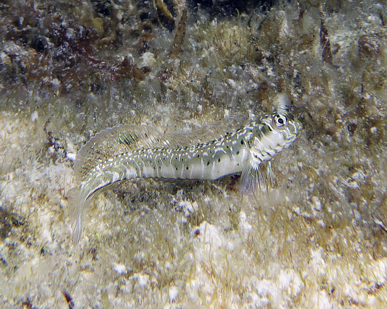 Image of Germain&#39;s blenny