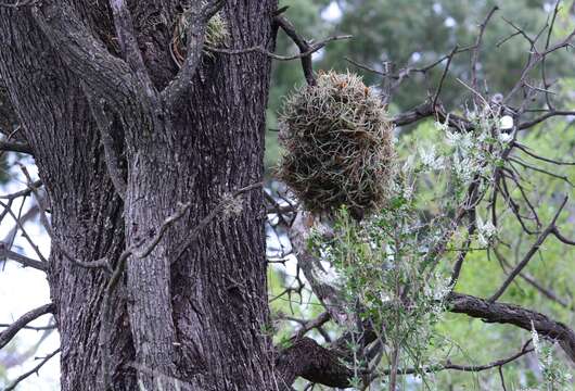 Image of Tillandsia retorta Griseb. ex Baker