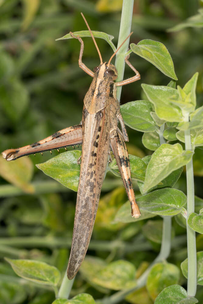 Image of Vagrant grasshopper