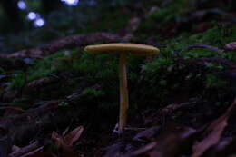 Image of Amanita similis Boedijn 1951