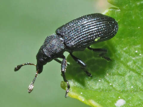 Image of Magdalis ruficornis Porta 1932