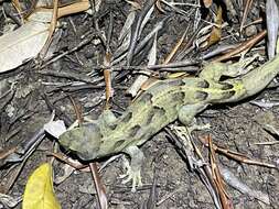 Image of Lord Howe Island Southern Gecko