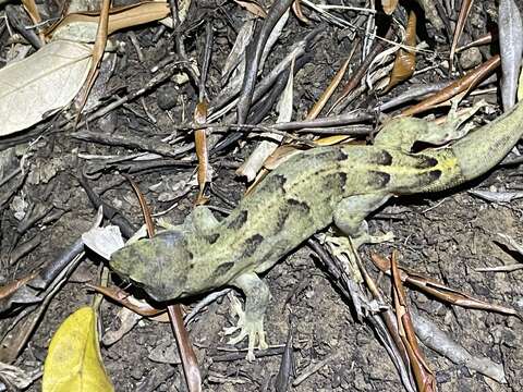 Image of Lord Howe Island Southern Gecko