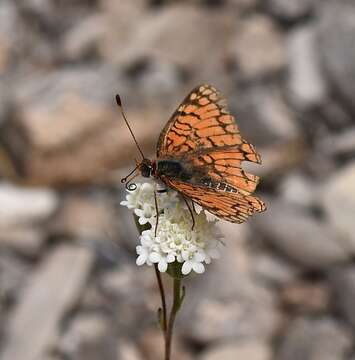 Image of Sagebrush Checkerspot