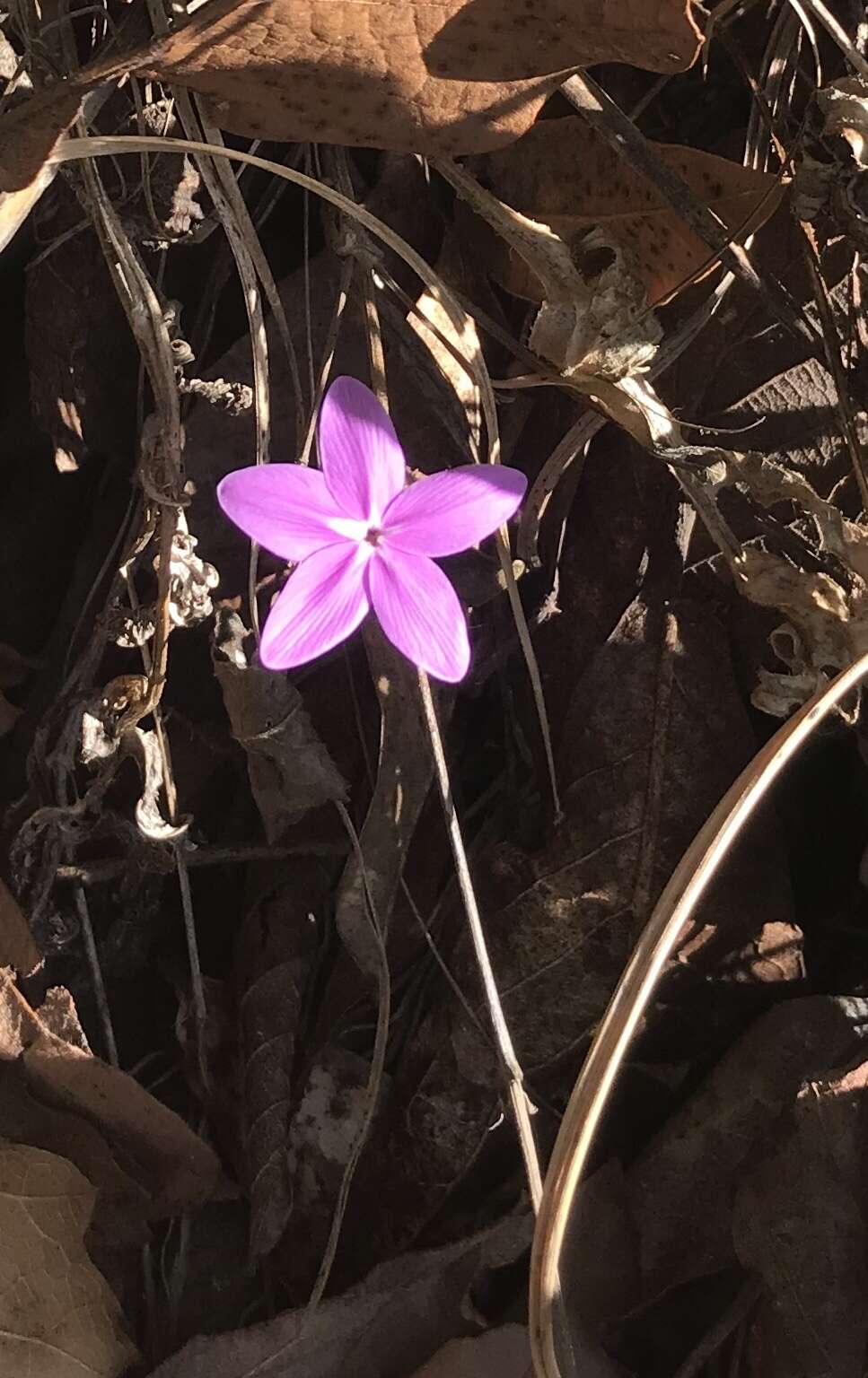 Image de Pseuderanthemum praecox (Benth.) Leonard