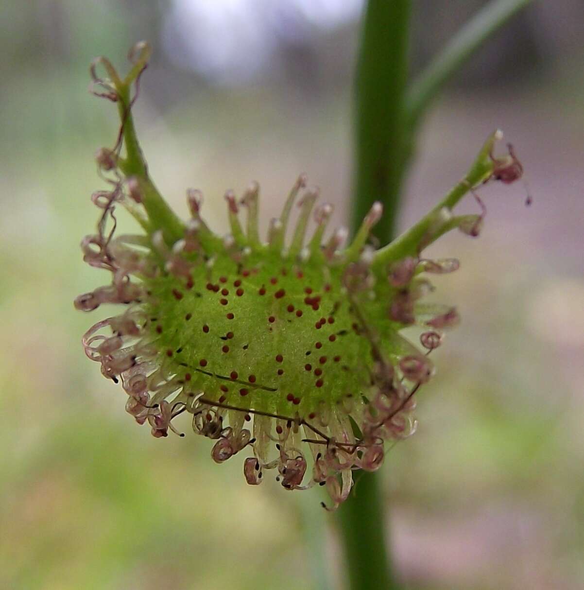 Image of Drosera peltata subsp. auriculata (Backh. ex Planch.) Conn