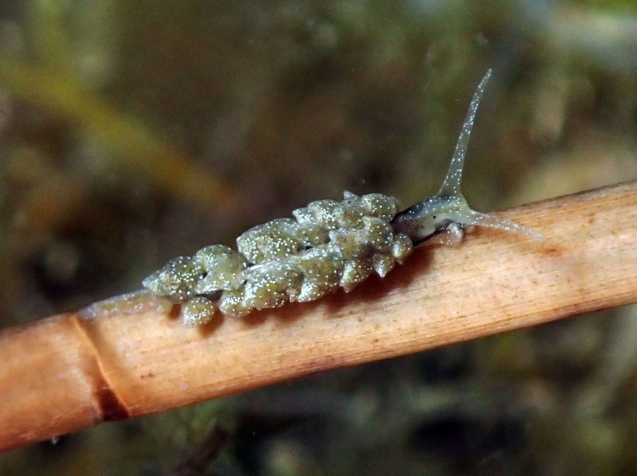 Image of Ercolania viridis (A. Costa 1866)