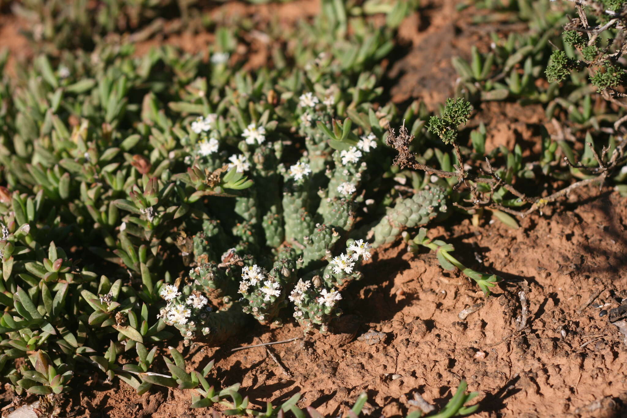 Image of Euphorbia inermis Mill.