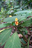 Image of Impatiens auricoma Baill.