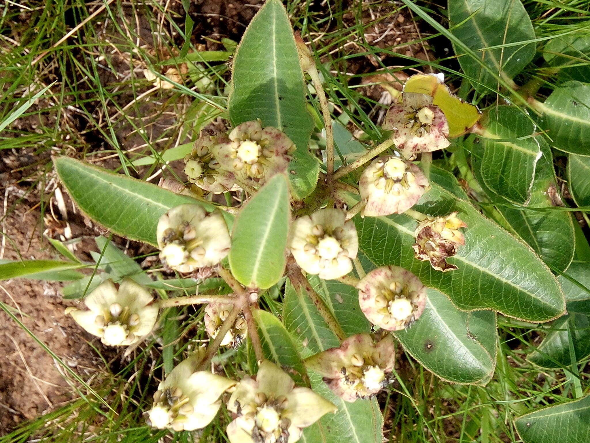 Sivun Pachycarpus asperifolius (Meissn.) Meissn. kuva