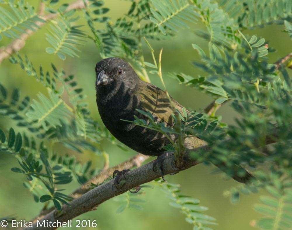 Imagem de Melanospiza bicolor (Linnaeus 1766)