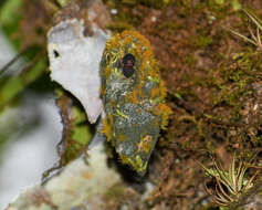 Imagem de Pleurothallis phymatodea Luer