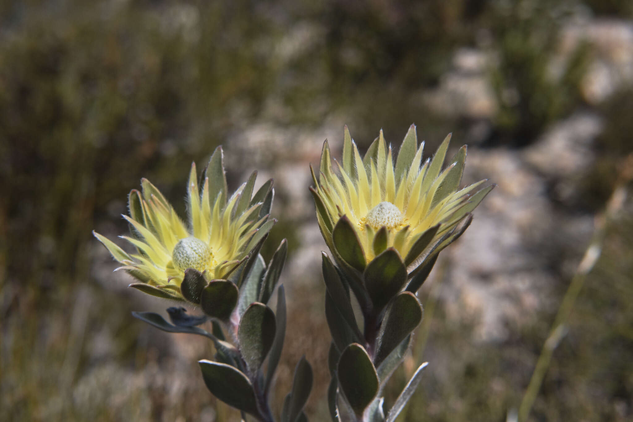 Image of Leucadendron bonum I. Williams