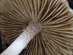 Image of Inocybe fuscodisca (Peck) Massee 1904