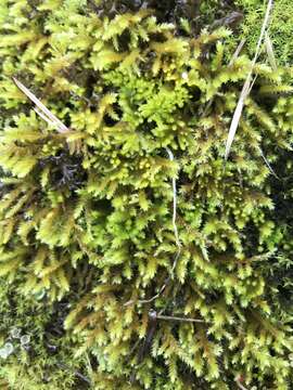 Image of California antitrichia moss