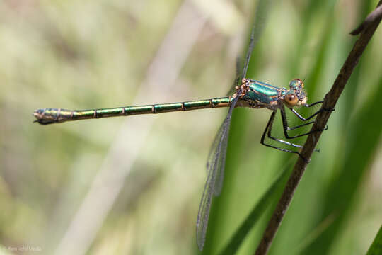 Image of Emerald Spreadwing